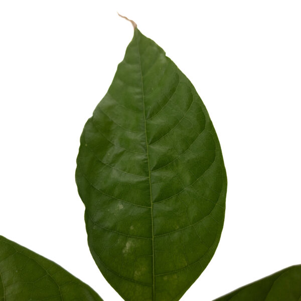 Trinitario cacao plant leaf