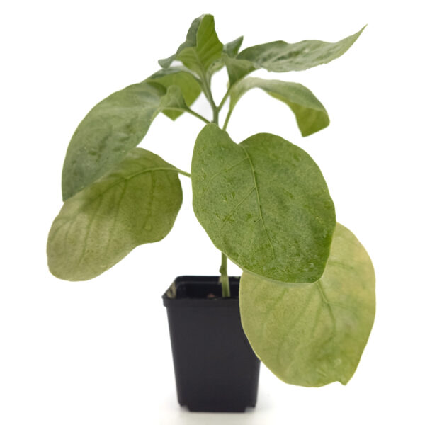 Planta de ashwaganda en maceta