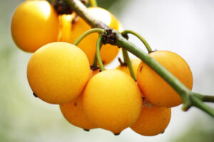 Bacupari fruit tree - Garcinia gardneriana brasiliensis