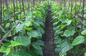 Betel leaf plant