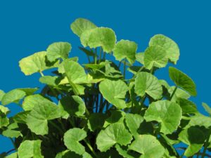 Gotu Kola plant