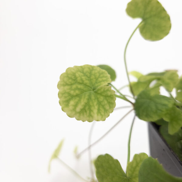 Planta de Gotu Kola Centella asiática