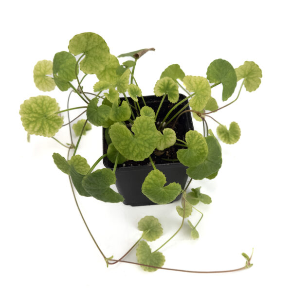 Gotu Kola plant in pot