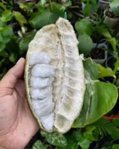 Ice cream bean tree - Inga Edulis