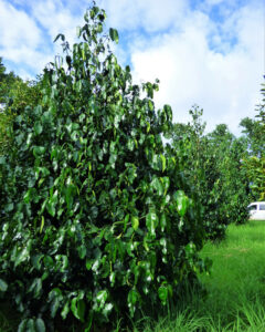 Lucs garcinia árbol frutal mangostán mexicano