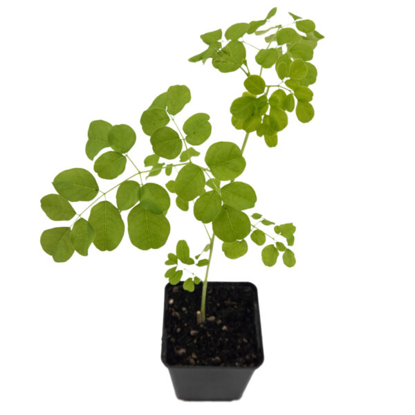 Moringa Oleifera