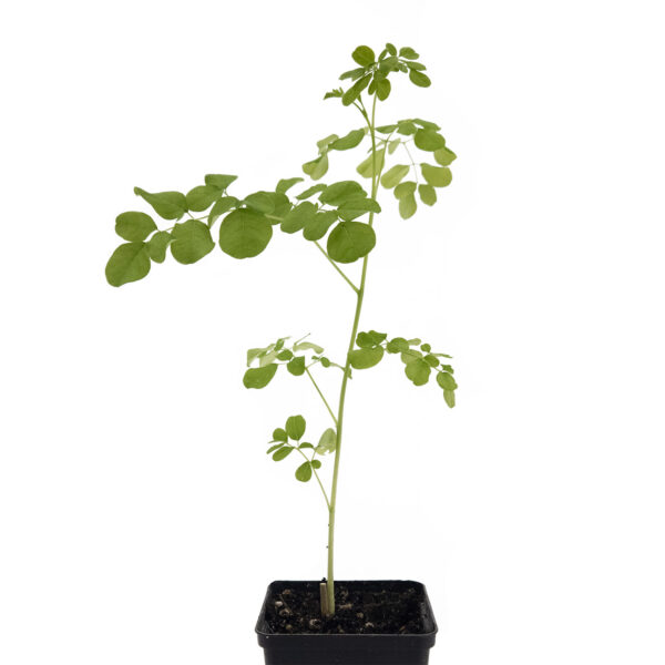 Moringa plant