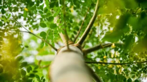 Moringa tree