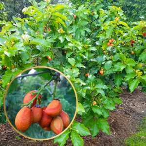 Pindakaasvruchtboom - Bunchosia gladulifera argentea