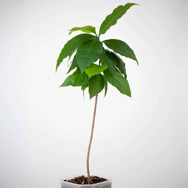 Peanut butter fruit plant