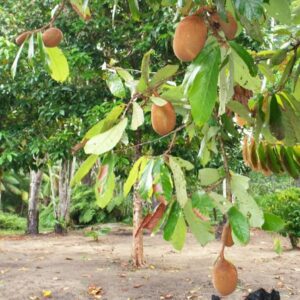 Cupuacu fruit tree